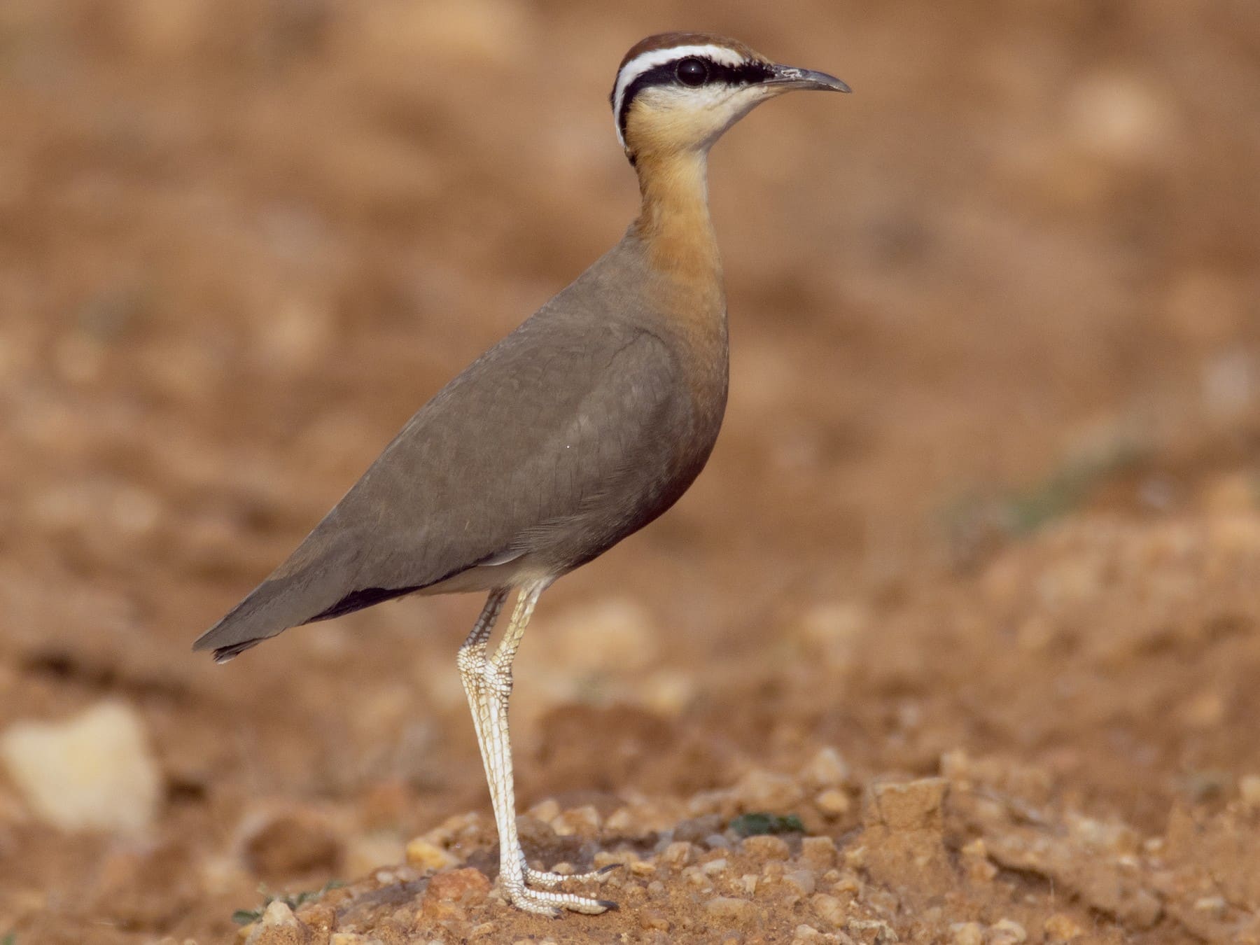 Indian Courser